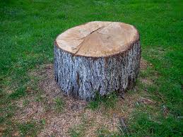 Trusted Catawba, SC Tree Services Experts