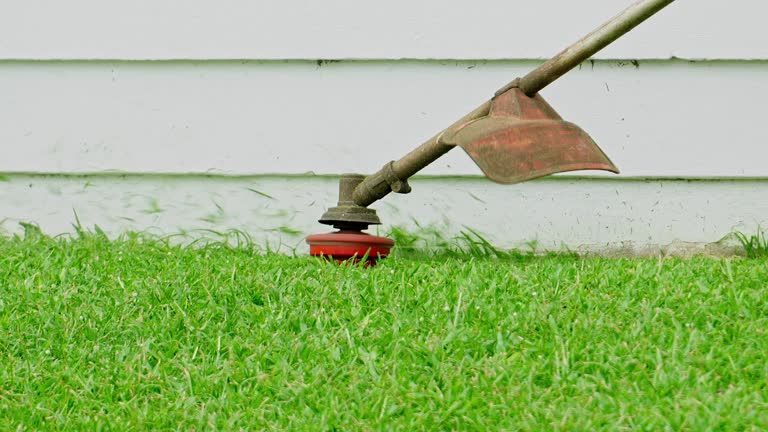 Best Tree Preservation Services  in Catawba, SC