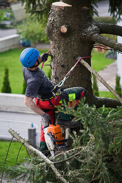 Best Tree Health Inspection  in Catawba, SC