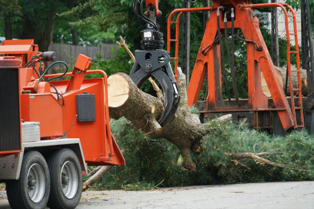 Best Tree Risk Assessment  in Catawba, SC
